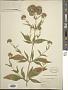 Eupatorium cannabinum L.