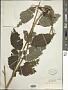 Eupatorium chinense L.