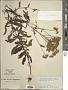 Eupatorium chinense L.