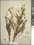 Eupatorium compositifolium Walter
