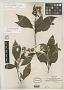 Eupatorium critoniforme Urb.