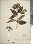 Eupatorium dubium Willd. ex Poir.