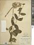 Eupatorium japonicum Thunb.