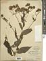 Eupatorium japonicum Thunb.