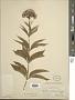 Eupatorium maculatum L.