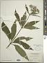 Eupatorium maculatum L.