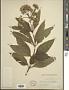 Eupatorium maculatum L.