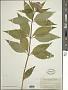 Eupatorium maculatum L.