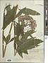 Eupatorium maculatum L.