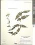 Eupatorium pilosum Walter