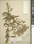 Eupatorium semiserratum DC.