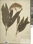 Eupatorium sp.