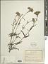 Eupatorium sp.