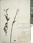 Eupatorium sp.