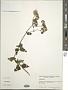 Eupatorium sp.