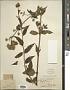 Eupatorium sp.