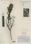 Eupatorium tectum Gardner