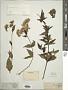 Eupatorium wallichii DC.