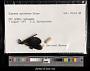 Euphaea splendens