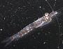 Euphausiidae