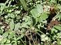 Euphorbia hirta L.