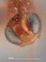 Euphorus occipitalis