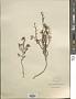 Euphrasia sp.