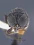 Eupiloides albocollaris princesa