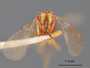Euplectrus flavescens