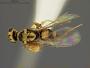 Euplectrus nigromaculatus