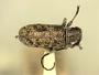 Eupogonius annulicornis