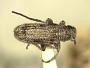 Eupogonius griseus