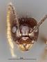 Euprenolepis thrix