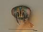 Eupteromalus sarcophagae