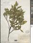Eurya acuminata DC.