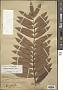 Eurycoma longifolia Jack
