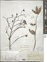Eurycoma longifolia Jack