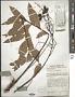 Eurycoma longifolia Jack