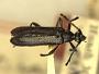 Euryptera huachucae