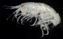 Eusiroides sp.