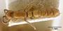 Eusphinctus (Nothosphinctus) silaceus