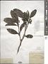 Eustigma oblongifolium Gardner & Champ.