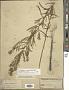 Euthamia occidentalis Nutt.