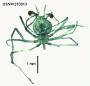 Evibacus princeps