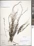 Evolvulus sp.