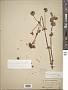 Exacum spathulatum Baker