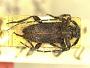 Exocentrus (Pseudocentrus) tippmanni