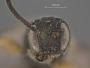 Exochus evetriae