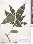Fagus sp.