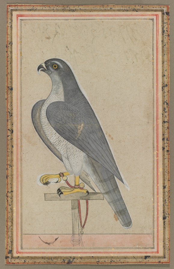 Falcon